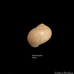 Tanea euzona 19mm