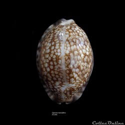 Cypraea maculifera 56.5mm