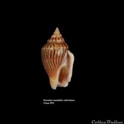 Strombus mutabilis zebriolatus 32mm WO