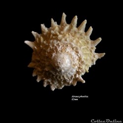 Astraea phoebia 65mm