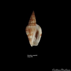 Strombus campbelli 51mm WO
