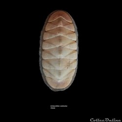 Ischnochiton contractus 46mm