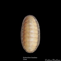Ischnochiton lineolatus 32mm