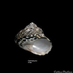 Cittarium pica 47mm