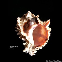 Hexaplex regius 105mm