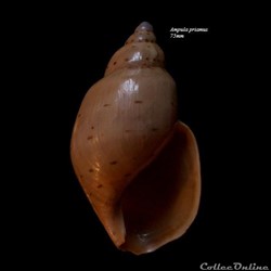 Ampula priamus 75mm