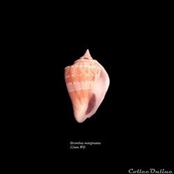 Strombus marginatus 52mm WO