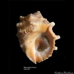 Mancinella alouina 54mm WO