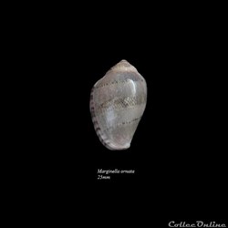 Marginella ornata 25mm