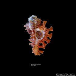 Homalocantha granpoderi 50.5mm WO