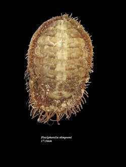 Placiphorella stimpsoni 17.5mm