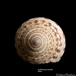 Architectonica maxima 50mm