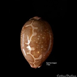 Cypraea mappa 77mm
