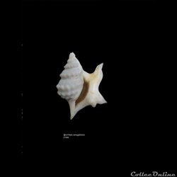 Aporrhaïs senegalensis 21mm