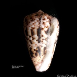 Conus zeylanicus 50mm WO