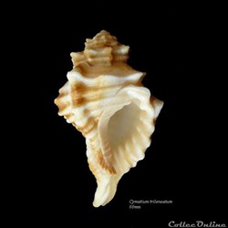 Cymatium trilineatum 66mm
