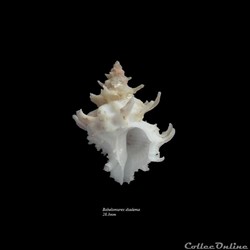 Babelomurex diadema 28.3mm