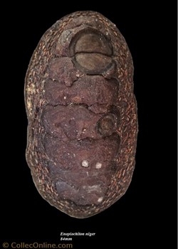 Enoplochiton niger 84mm