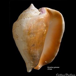 Strombus galeatus 182mm
