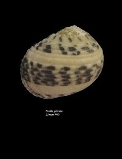 Nerita plicata 23mm WO