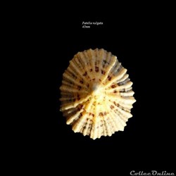 Patella vulgata 43mm