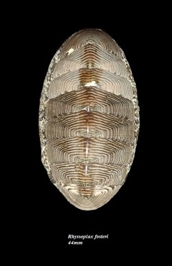 Rhyssoplax fosteri 44mm