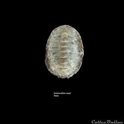 Ischnochiton mayi 9mm