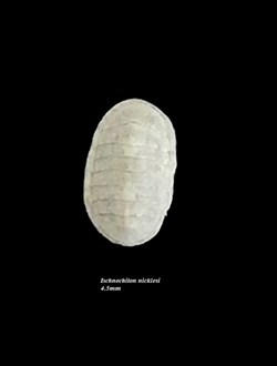 Ischnochiton nicklesi 4.5mm