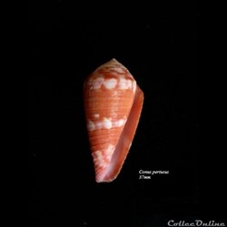 Conus pertusus 37mm