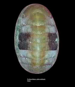 Chaetopleura caboverdensis 6mm