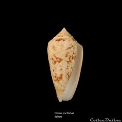 Conus victoriae 46mm