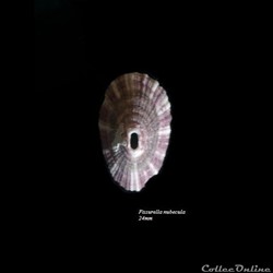Fissurella nubecula 24mm