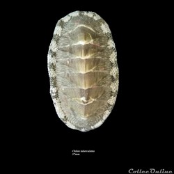 Chiton tuberculatus 41mm