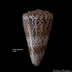 Conus imperialis 81mm