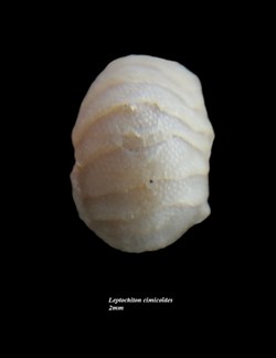Leptochiton cimicoides 2mm