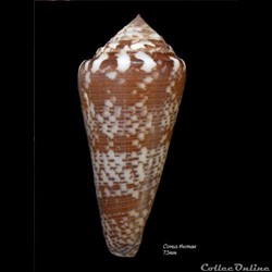 Conus thomae 75mm