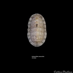 Ischnochiton muscarius 26.8mm
