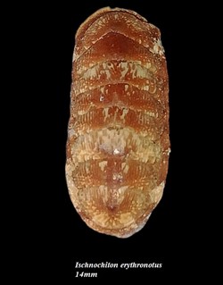 Ischnochiton erythronotus 14mm