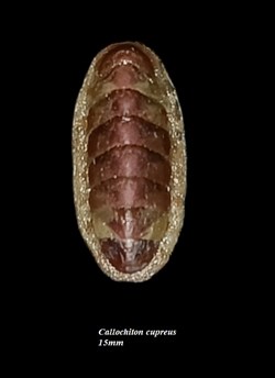 Callochiton cupreus 15mm