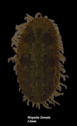 Mopalia lionata 12mm