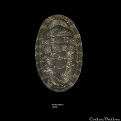 Chiton stokesi 49mm