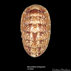 Boreochiton beringensis 14.3mm