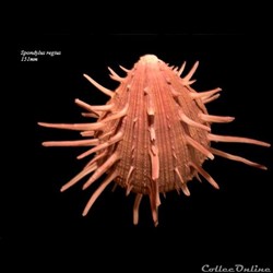 Spondylus regius 151mm