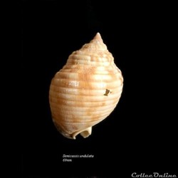 Semicassis undulata 69mm