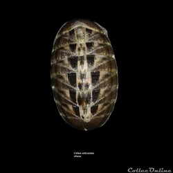 Chiton articulatus 49mm