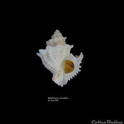 Babelomurex cariniferus 34.3mm WO