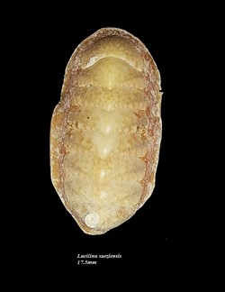 Lucilina sueziensis 17.5mm