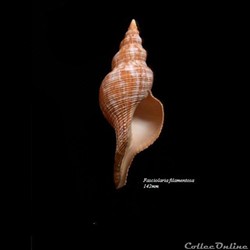 Fasciolaria filamentosa 142mm
