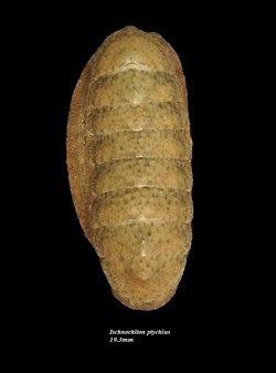 Ischncohiton ptychius 19.3mm