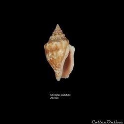 Strombus mutabilis 26.5mm